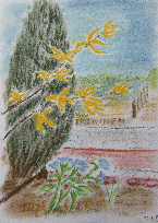 Forsythie