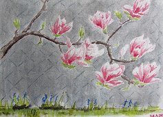 Magnolie